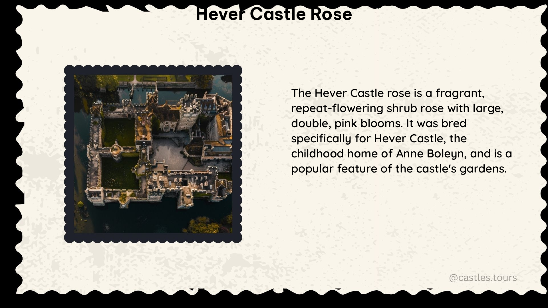 hever castle rose