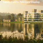 leeds castle falconry display